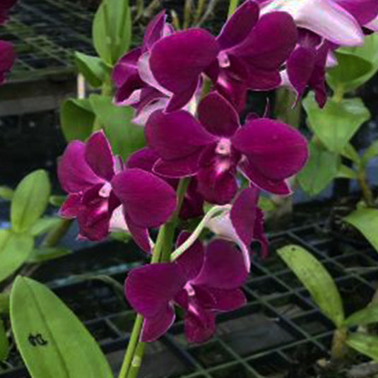 Dendrobium Orchid Chalakred Mature Bushy Plant