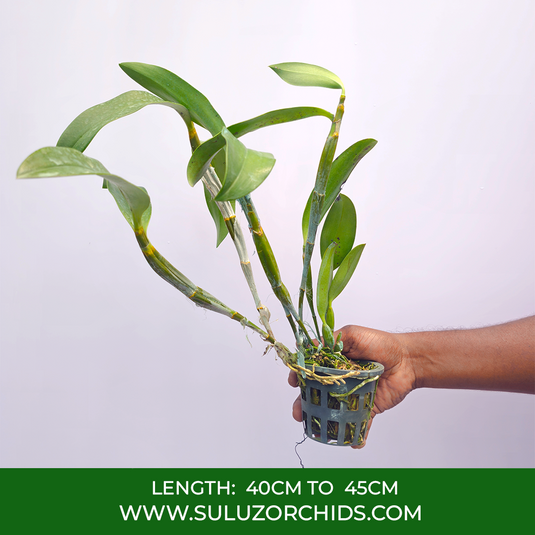 Dendrobium Orchid Den.Griffthianum x Den.Densiflorum(Seeds) Exotic Plant