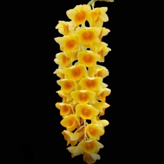 Dendrobium Orchid Den.Griffthianum x Den.Densiflorum(Seeds) Exotic Plant