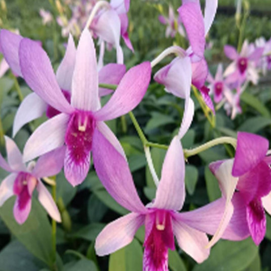 Dendrobium Orchid Plant (King Cobra x Warawan) #212 - Seedling