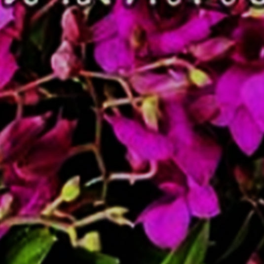 Dendrobium Orchid Plant (Pink Lady x compactum) - Seedling