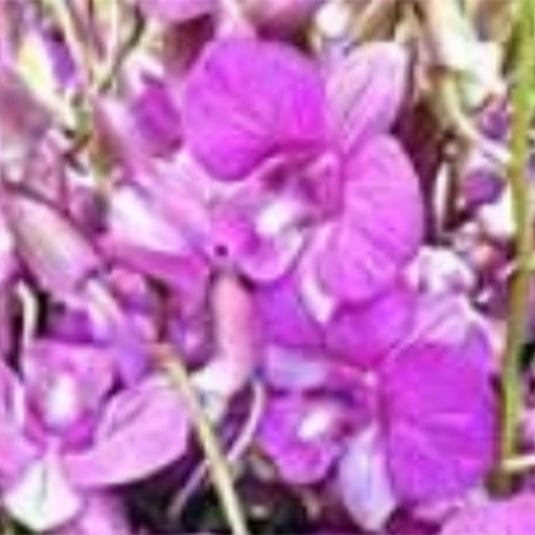 Dendrobium Orchid Plant (Pink Stripe x compactum) - Seedling