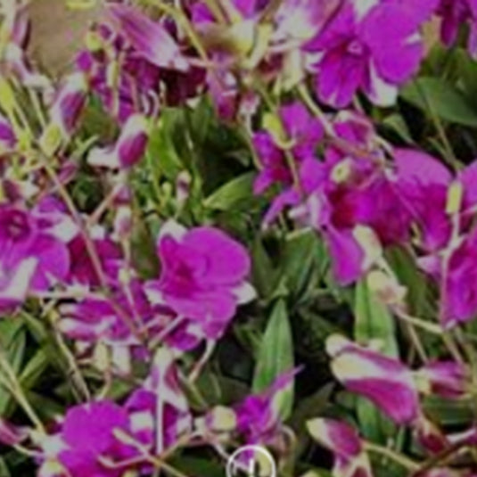 Dendrobium Orchid Plant (Tri Angel x Sirirattana) #2 - Seedling