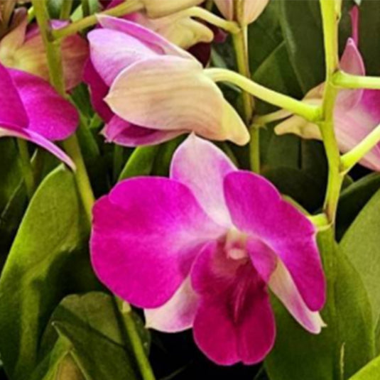 Dendrobium Orchid Plant (Two Tone x compactum) - Seedling