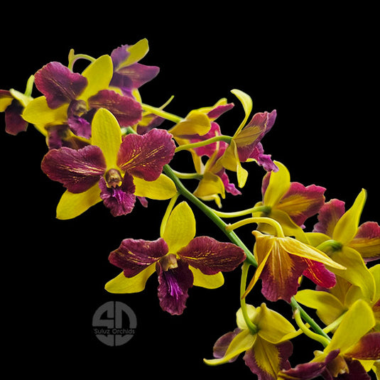 Dendrobium Orchid - Thongchai Gold Splash #92 - Seedling