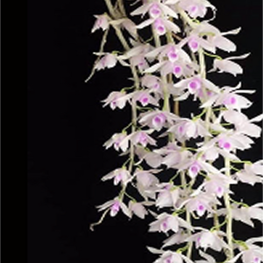 Dendrobium Orchid Anosmum 'Alba' x Anosmum 'Pink Taiwan' Exotic Plant