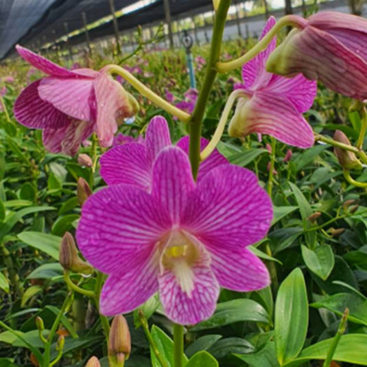 Dendrobium Orchid (Areedang Green x Burana Stripe) #248 Mature Bushy Plant - Ready To Flower