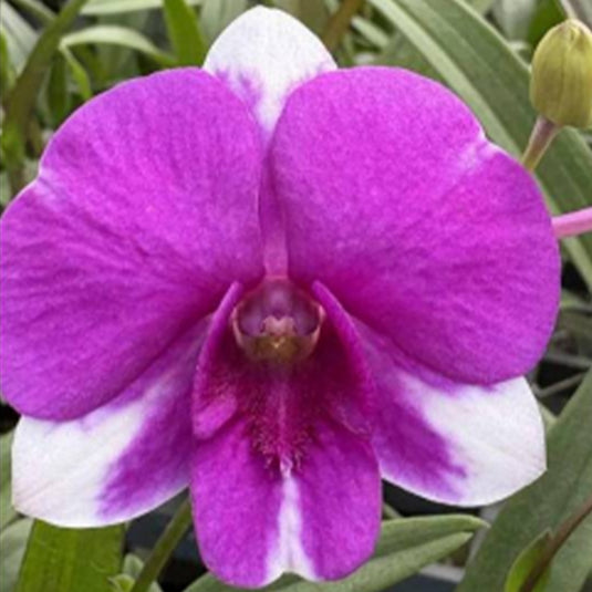 Dendrobium Orchid Plant Bangkok Mini - Seedling