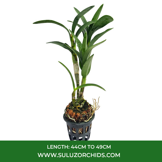 Dendrobium Orchid Bangkok Splash Mature Bushy Plant - Ready To Flower