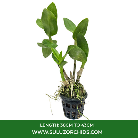 Dendrobium Orchid Bethachong x Sampran Brown Bushy Plant