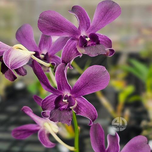 Dendrobium Orchid Blue#114 - Medium Stage