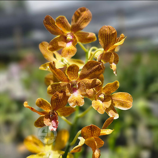 Dendrobium Orchid Brown #376 - Seedling