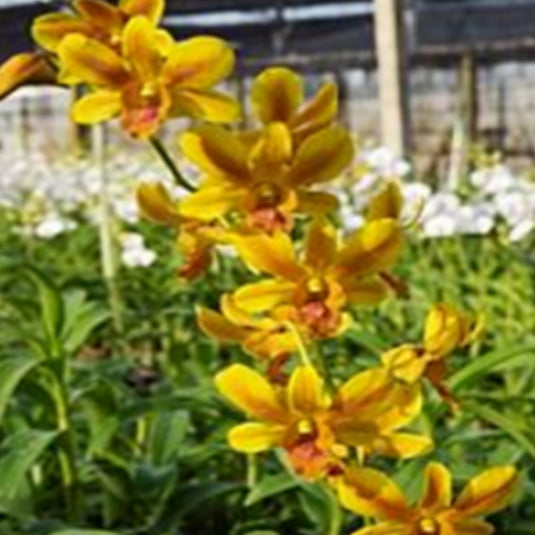 Dendrobium Orchid Plant Burana Carol #59 Seedling, bright yellow flower