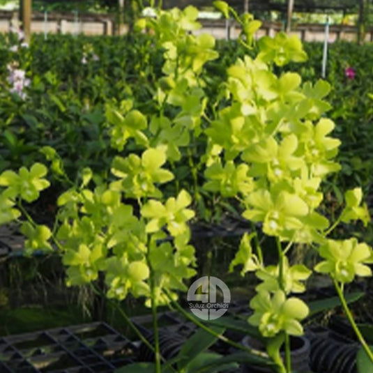Dendrobium Orchid Plant Burana Green Moon #2 Seedling, bright yellow flower