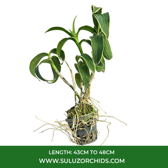 Dendrobium Orchid Burana Green Varigrated Exclusive Plant