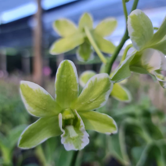 Dendrobium Orchid Burana Green Varigrated Exclusive Plant