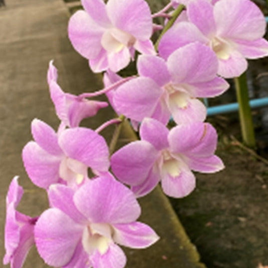 Dendrobium Orchid Plant Burana Pearl Pink #2036 Seedling, soft pink flower
