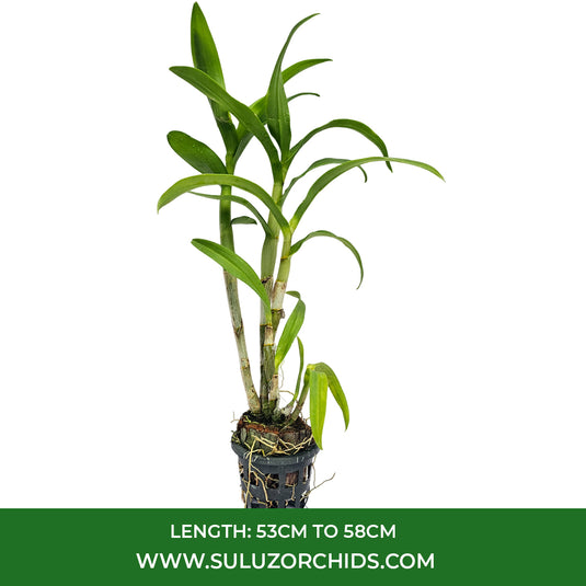 Dendrobium Orchid  Bush Fancy Purple Mature Bushy Plant - Ready To Flower