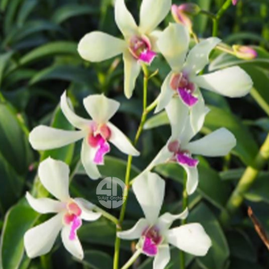 Dendrobium Orchid Plant Caesar BFC Seedling, white flower with pink center