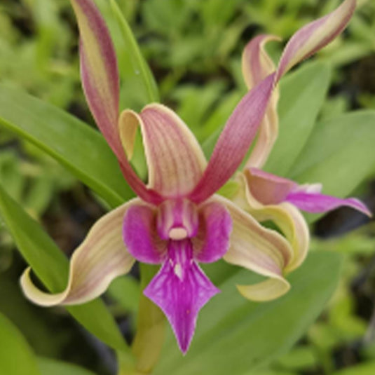 Dendrobium Orchid Plant Caesar Candy #10 - Seedling