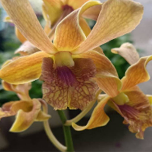 Dendrobium Orchid Plant (Caesar Candy  x Brown Twisted)#218 - Seedling