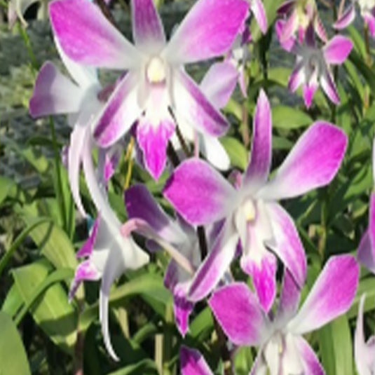 Dendrobium Orchid Ceasar 4 N Mature Plant rich purple petals