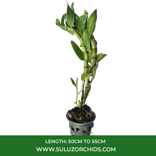 Dendrobium Chantaboon Sunrise Rare Exotic Orchid