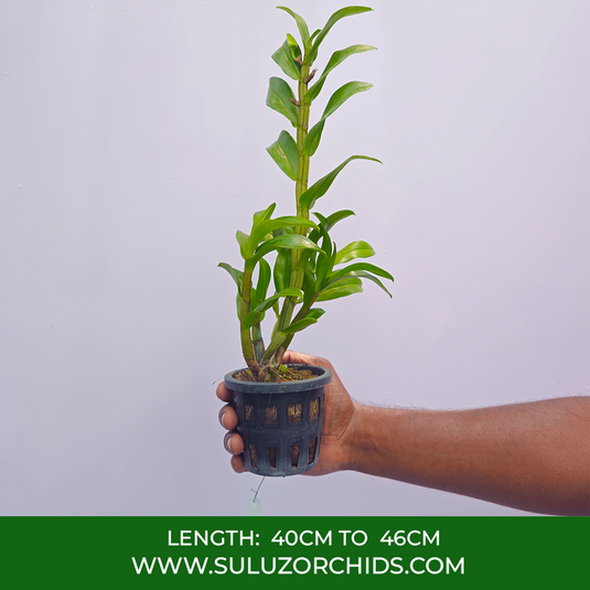 Dendrobium Orchid Dawn Maree Orange Hybrids Exotic Plant