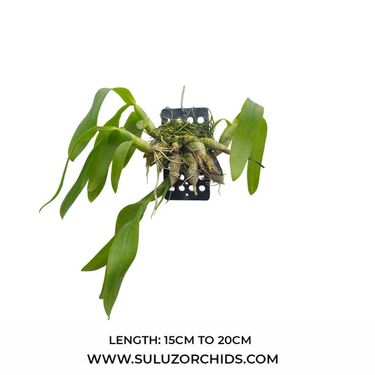 Dendrobium Delacourii ( DELACOUR ) Rare Exotic Orchid