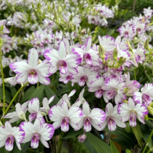Dendrobium Orchid Enobi Exclusive Plant