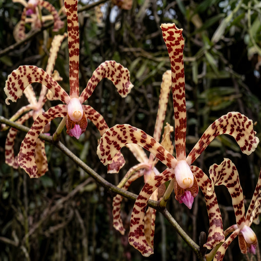 Dendrobium Orchid Arachnis Maggie Oei Variegated Rare Exotic Plant