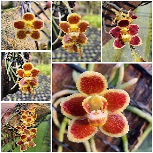 Dendrobium Orchid Chiloschista Lunifera X Parisii 'Suanphueng' [Fragrant] Rare Exotic Plant