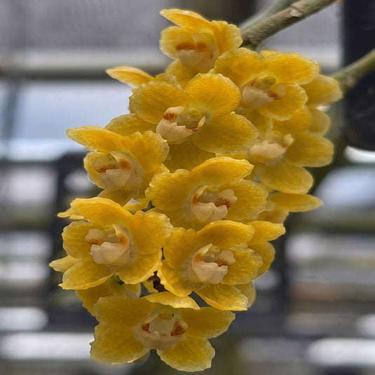 Dendrobium Orchid Chiloschista Nakornpanomensis [Fragrant] Rare Exotic Plant