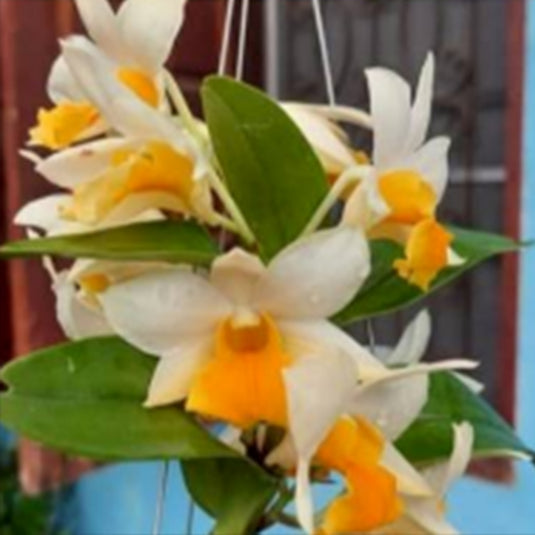 Dendrobium Orchid Dawn Maree Yellow Hybrids Rare Exotic Plant