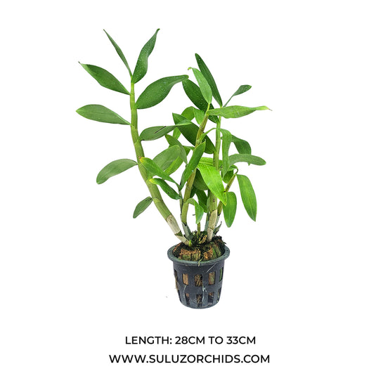Dendrobium Orchid  Lee Chang Yi Miriam Exotic Plant