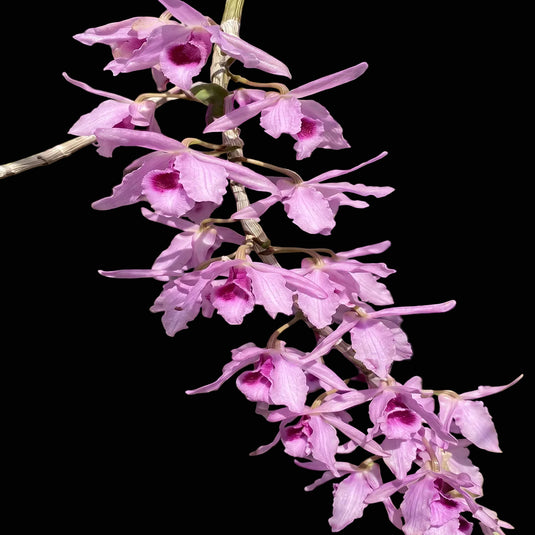 Dendrobium Orchid Onomanu Variegated Rare Exotic Plant