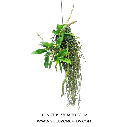 Dendrobium Orchid Parishii 3 Lip x Dendrobium Parishii 6 Petals Rare Exotic Plant