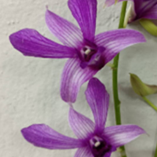 Dendrobium Orchid Plant - GD Roose - Seedling