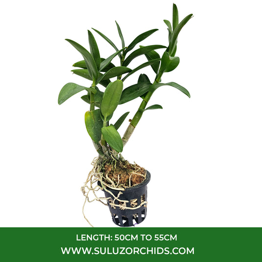 Dendrobium Orchid Gluedice Pink Mature Bushy Plant- Ready To Flower