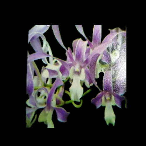 Dendrobium Blue Orchid King Cobra - Warawan T164- Medium Stage