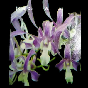 Dendrobium Orchid Den.(King Cobra x Warawan)T- 164 Mature Bushy Plant