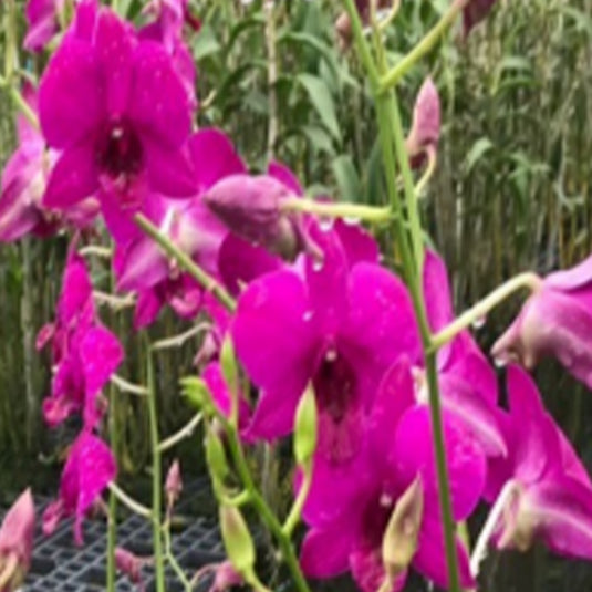 Dendrobium Orchid Plant (Ladda Red x Pink Lady) #15 Seedling, vibrant purple flower
