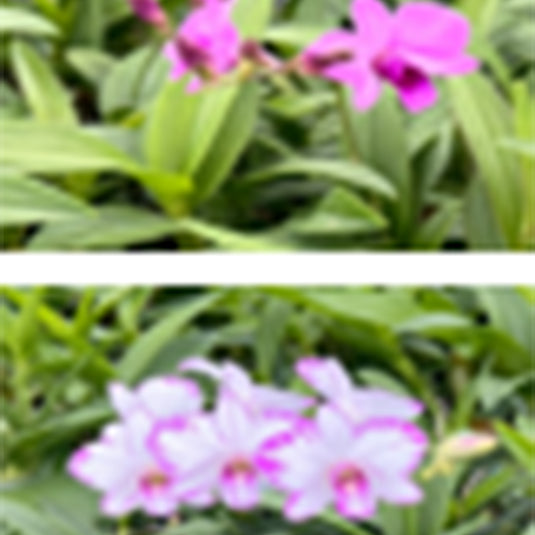Dendrobium Orchid Plant (Lady Pink x Enobi) Hybrids - Seedling