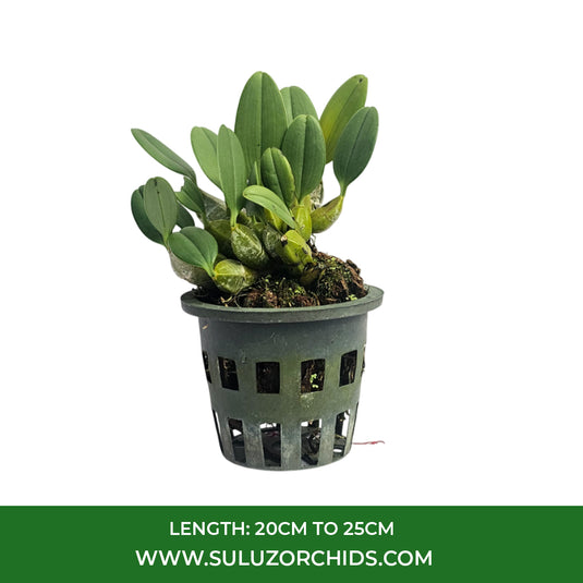 Dendrobium Lindleyi (LINDLEY) Rare Exotic Orchid