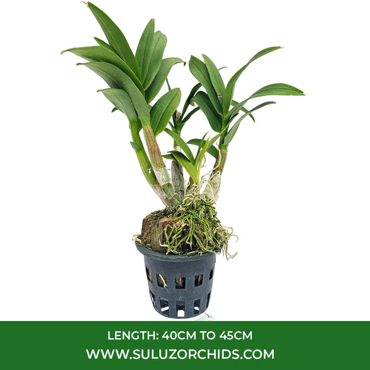 Dendrobium Orchid Mini Yaya Mature Bushy Plant - Ready To Flower