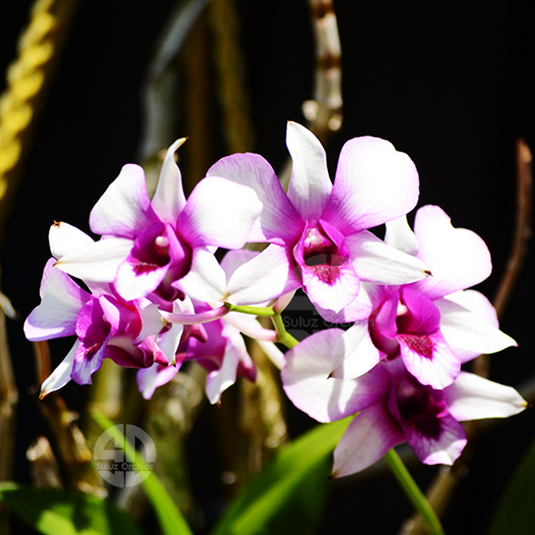 Dendrobium Orchid Caesar Stripe Mature Bushy Plant