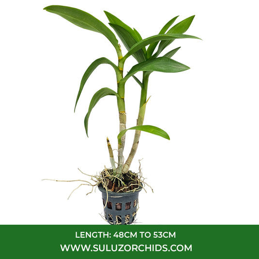 Luxurious purple Dendrobium orchid Plant perfect for premium décor.