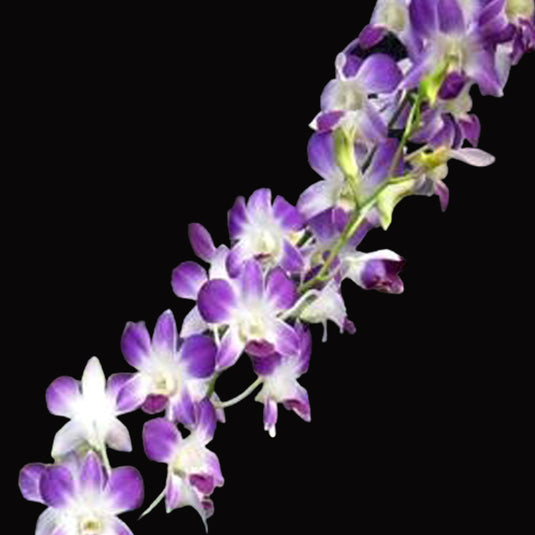 Violet Dendrobium orchid flower displaying rich Amethyst color and soft white center.