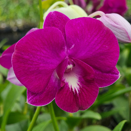 Dendrobium Orchid Airy Red Dragon - Seedling