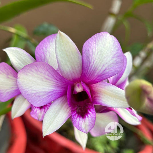 Dendrobium Orchid Apichart Rainbow #246- Seedling